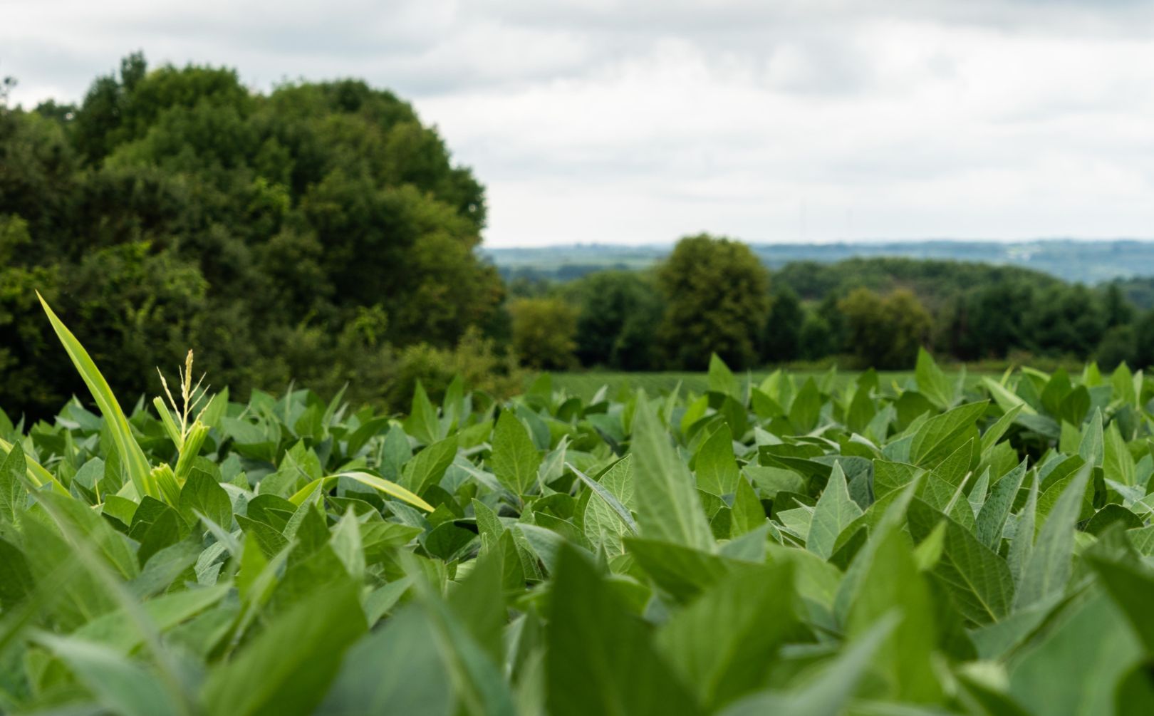 2018 food plot 