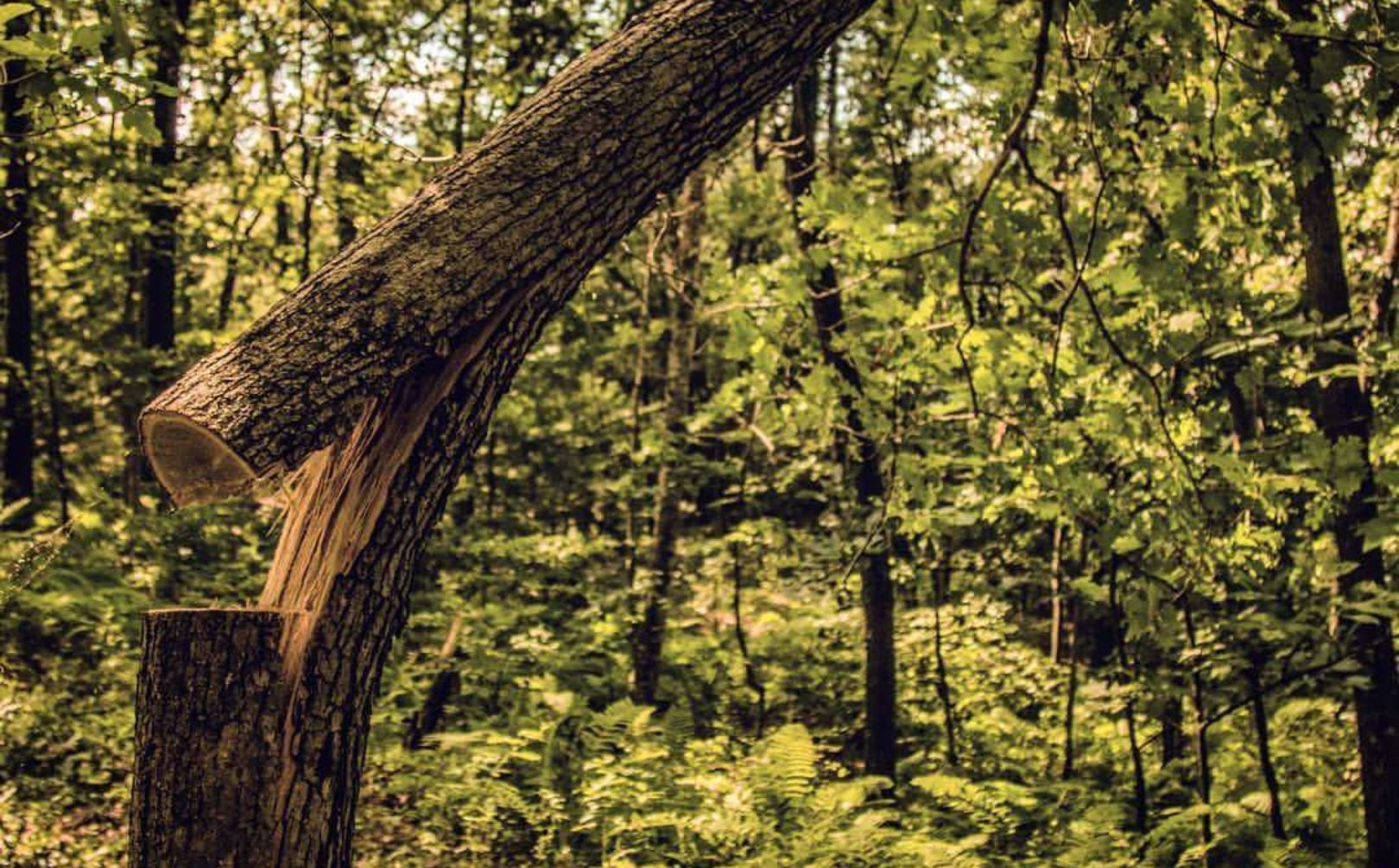 cut timber for deer