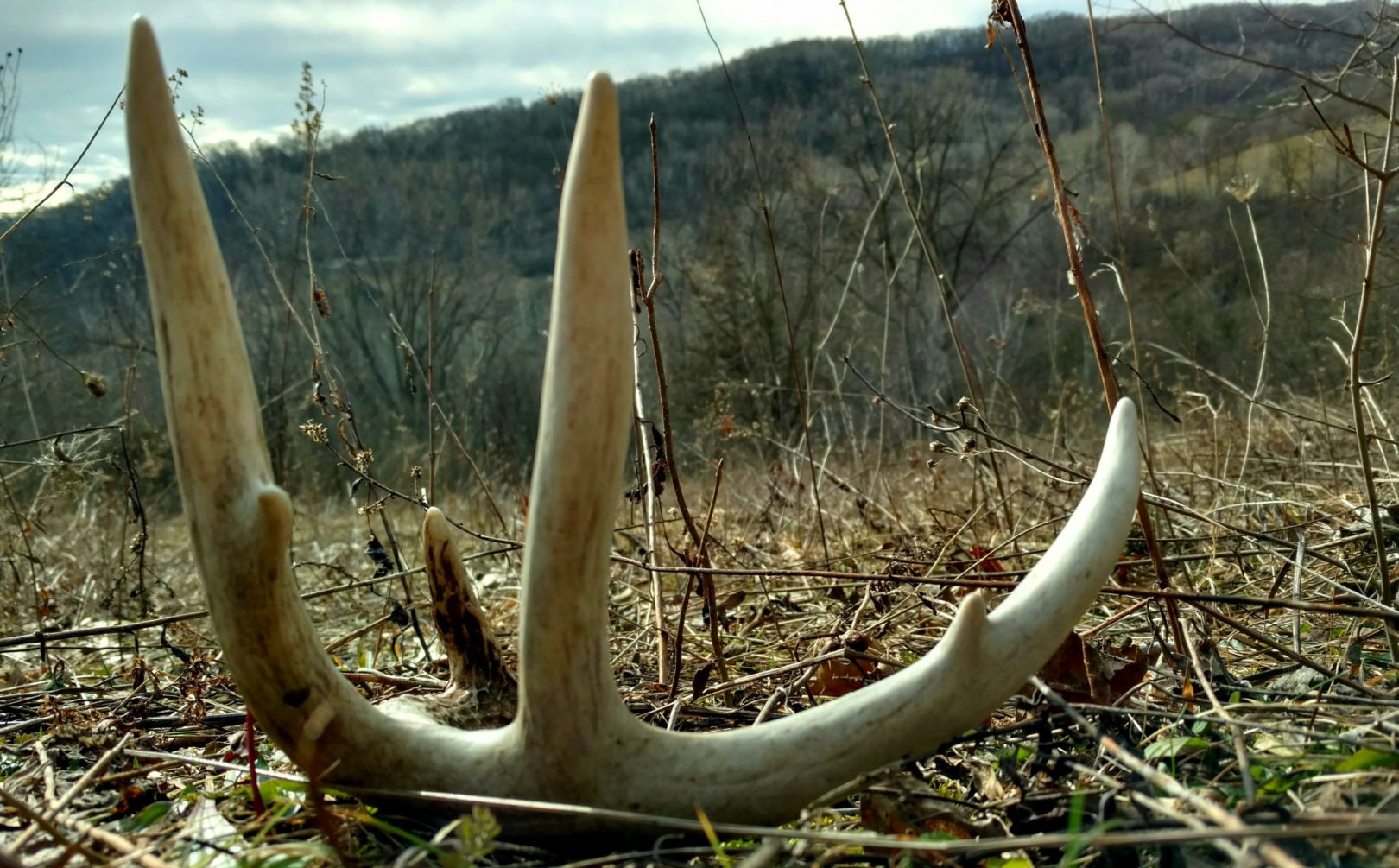 shed antler