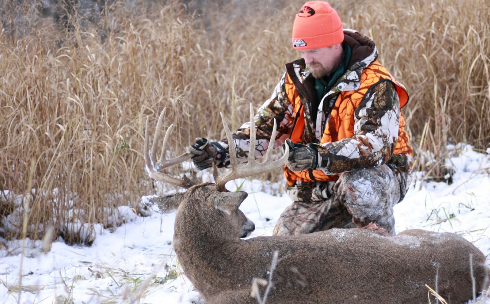 switchgrass plantings for deer