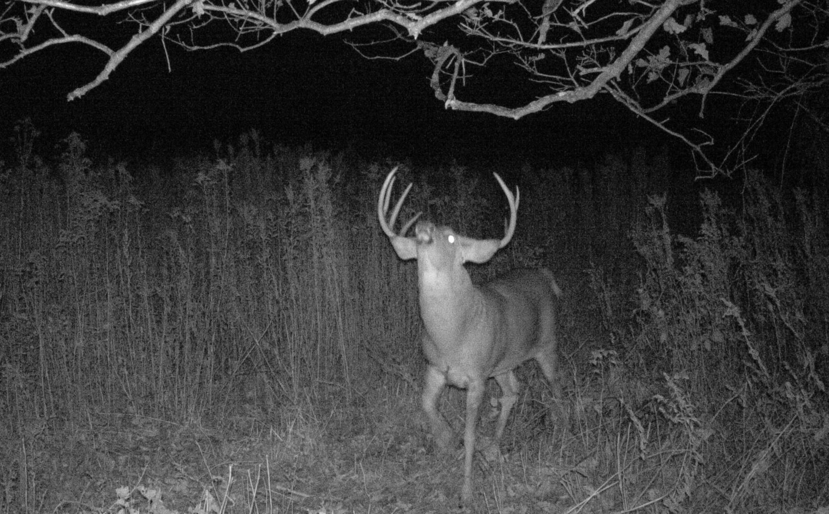 low impact trail cam
