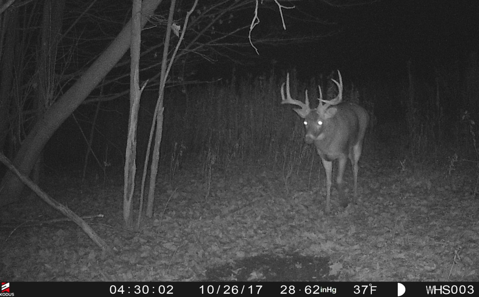 whitetail rut habitat