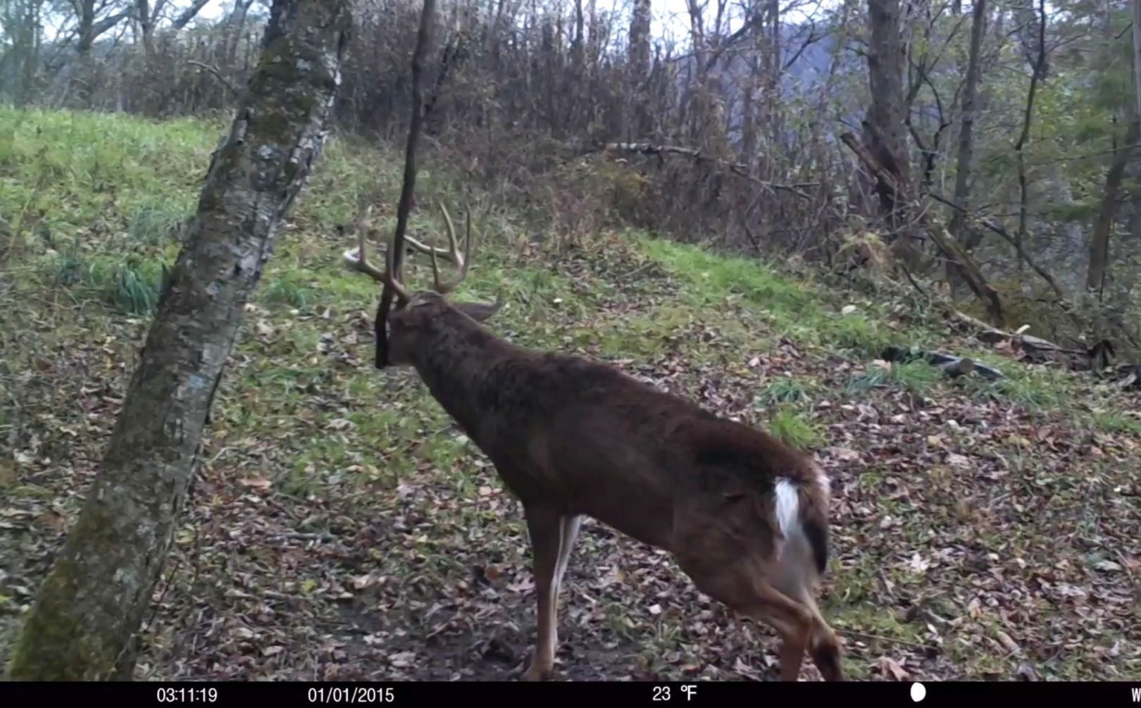 rut cruising whitetail habitat