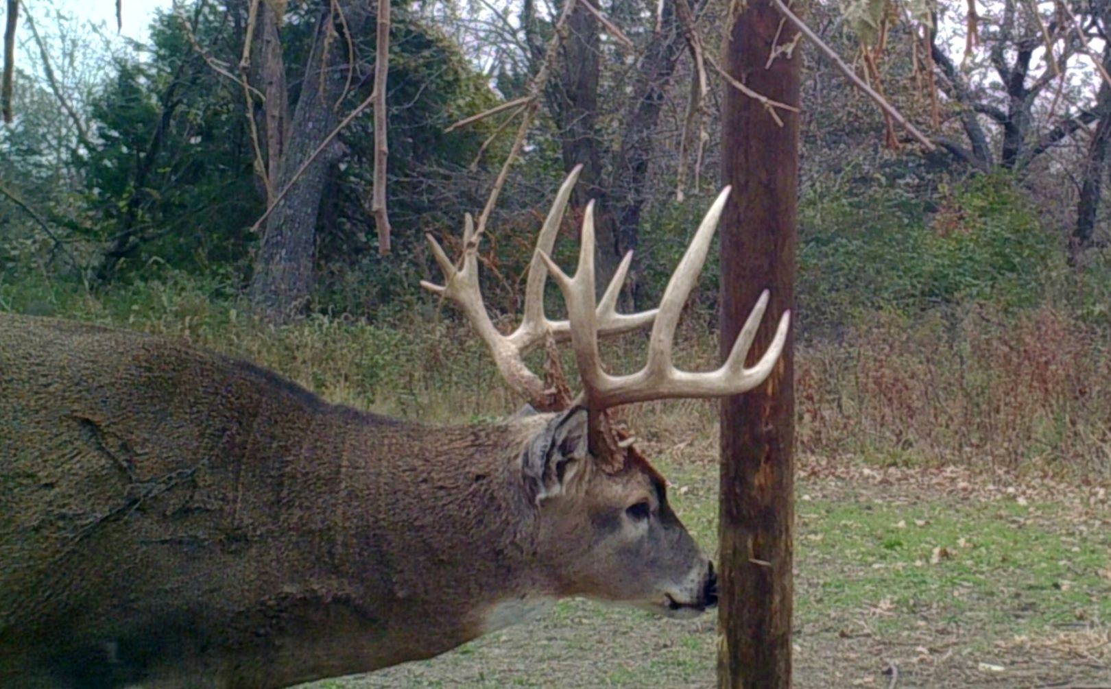 whitetail secondary rut