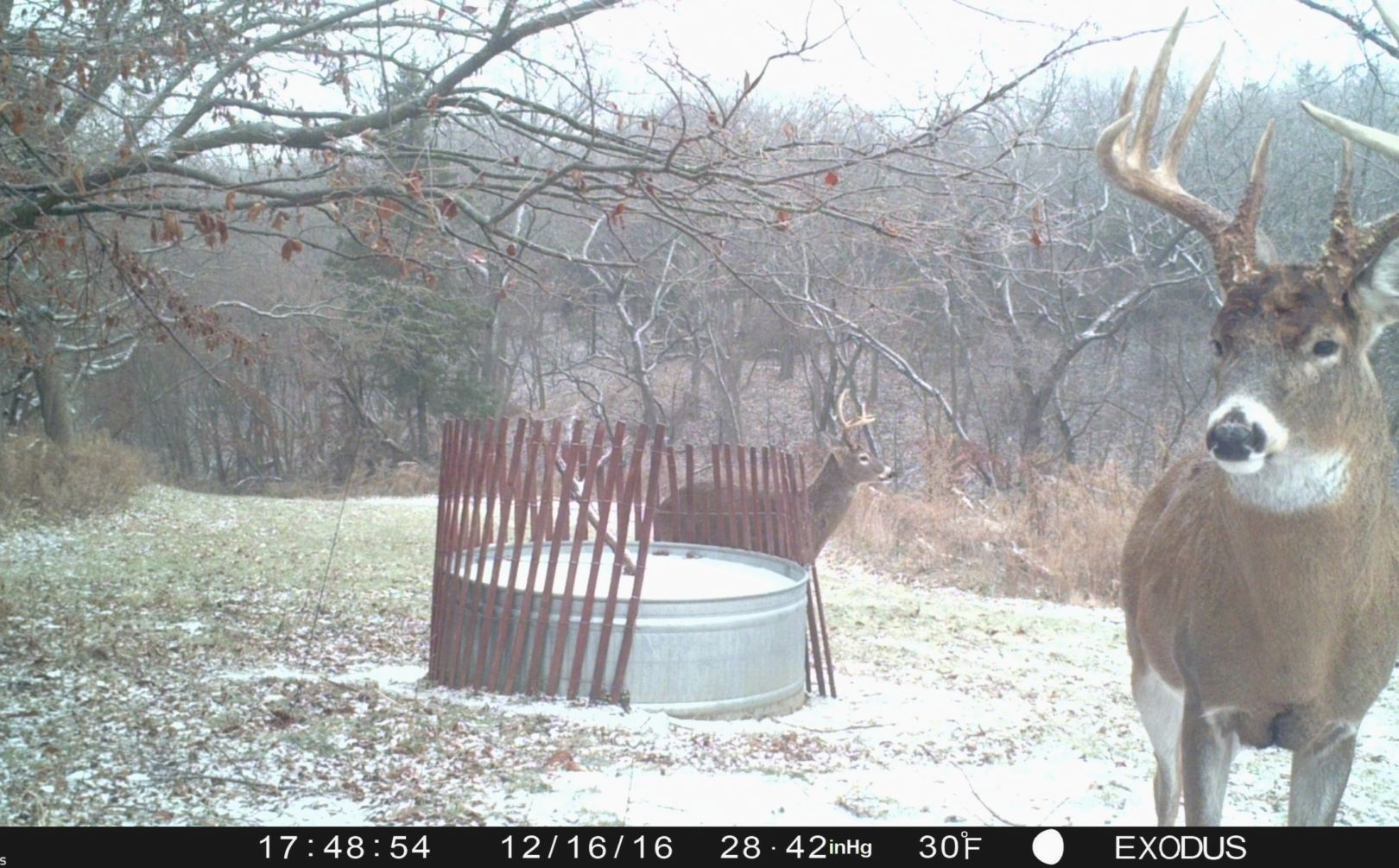 food plots fail