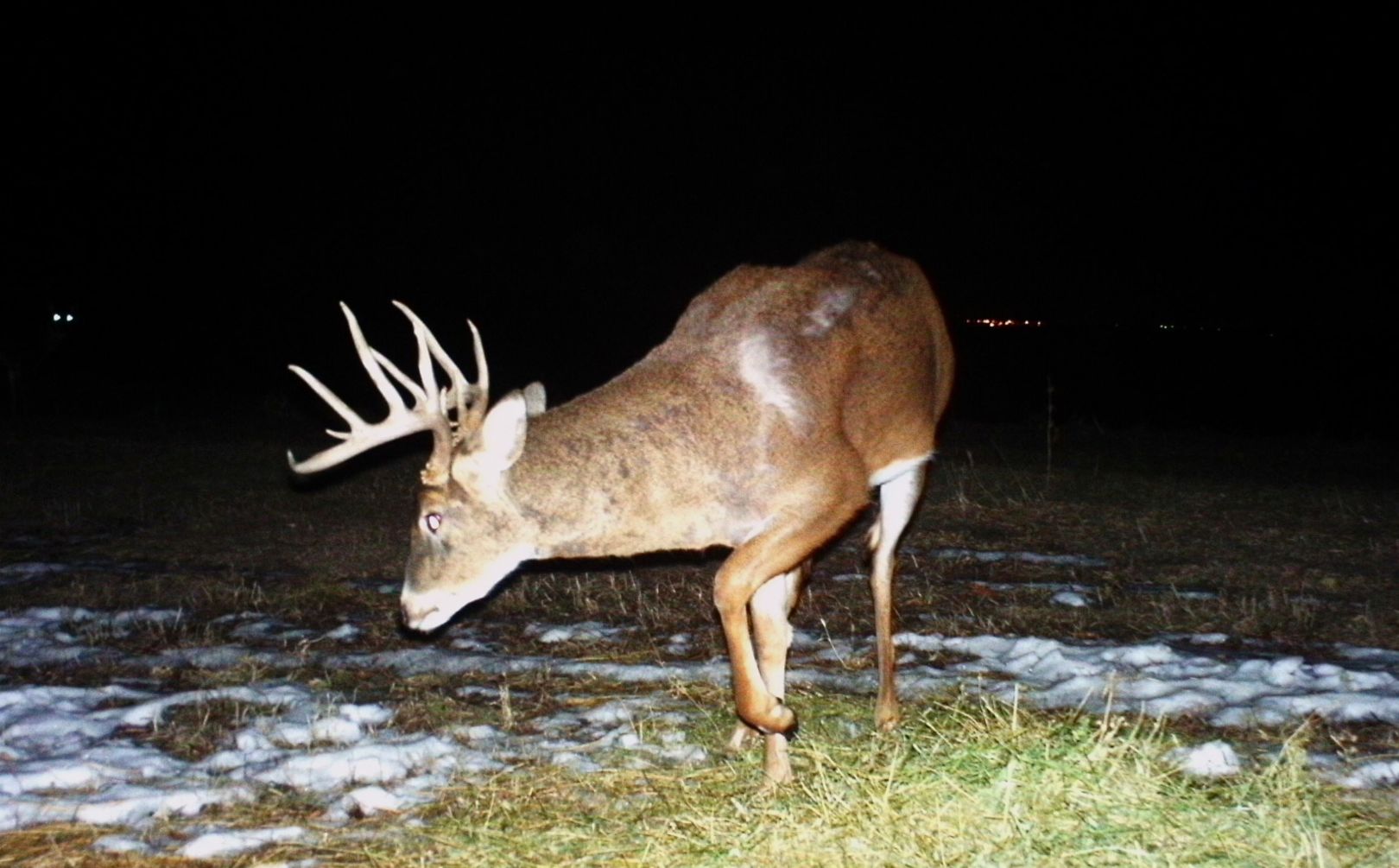 winter weather deer 