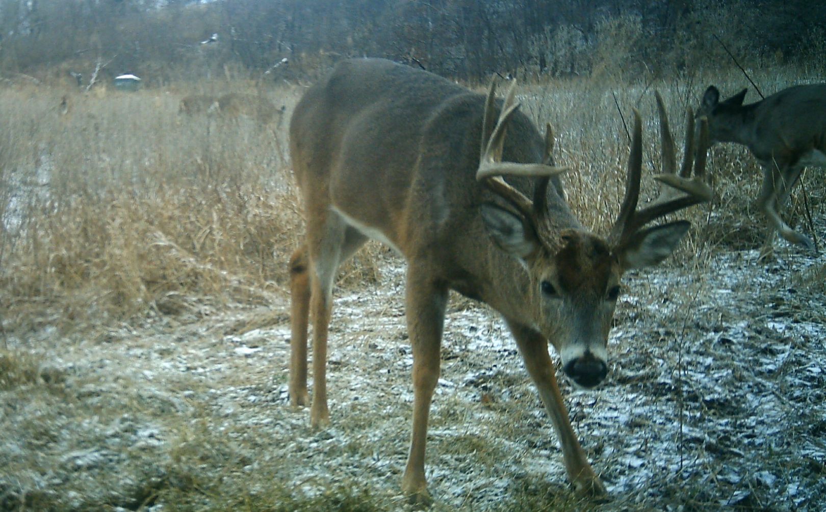 cold front deer movement