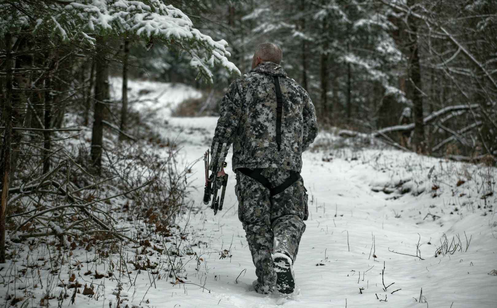 hunt deer in the snow