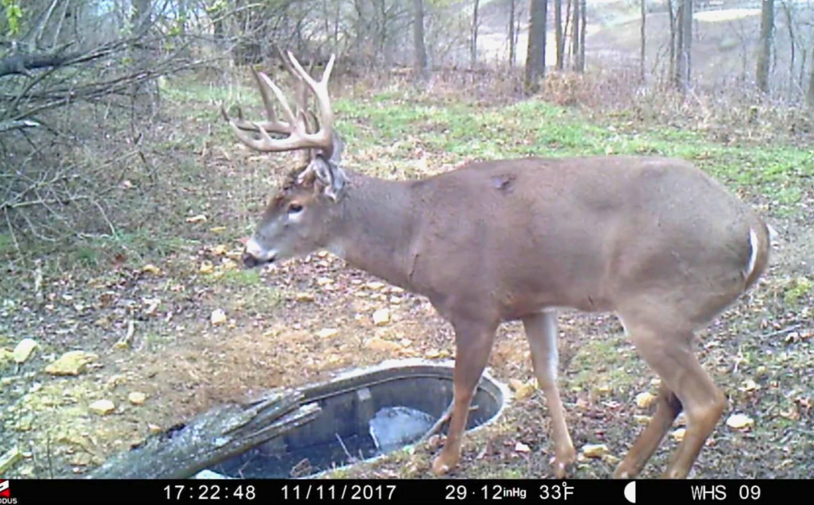 whitetail habitat improvements