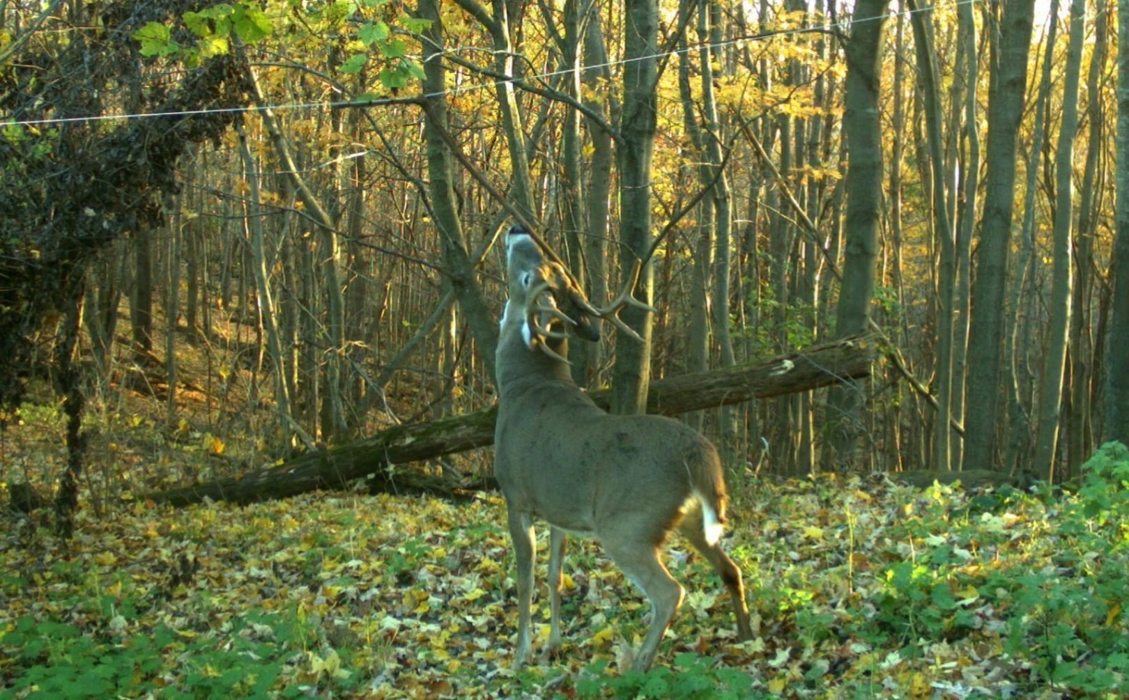 nocturnal deer pic ratio