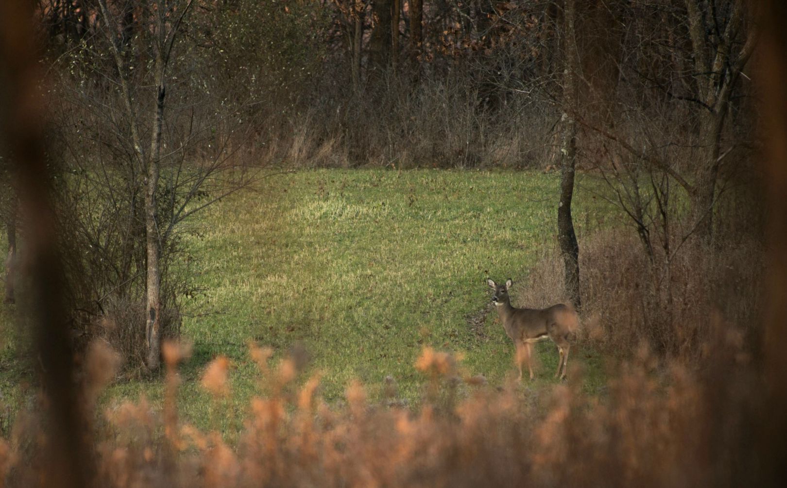 food plot screening