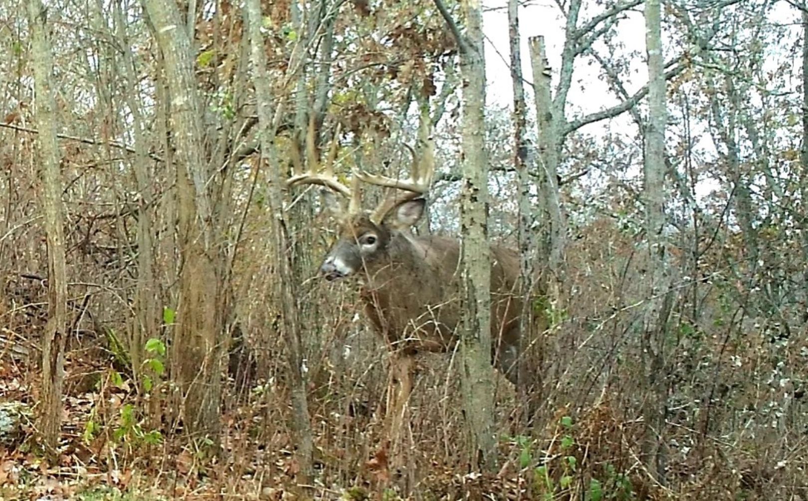 staging area habitat