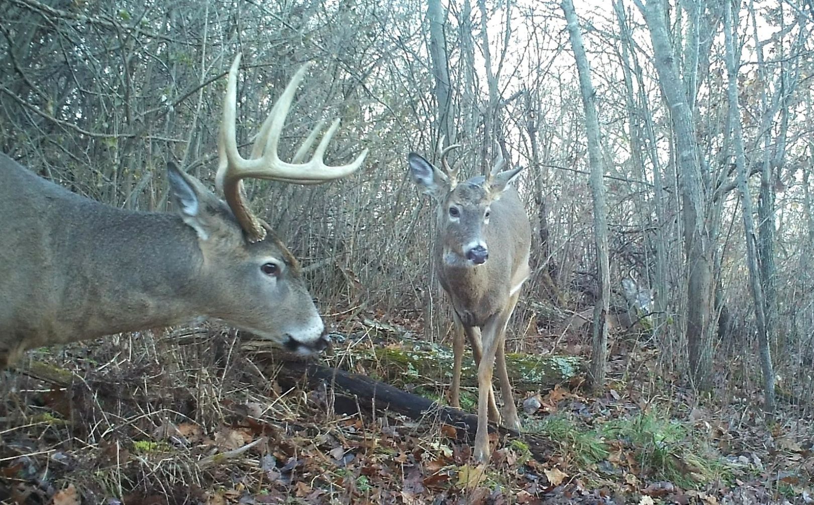 bowhunting buck corridor