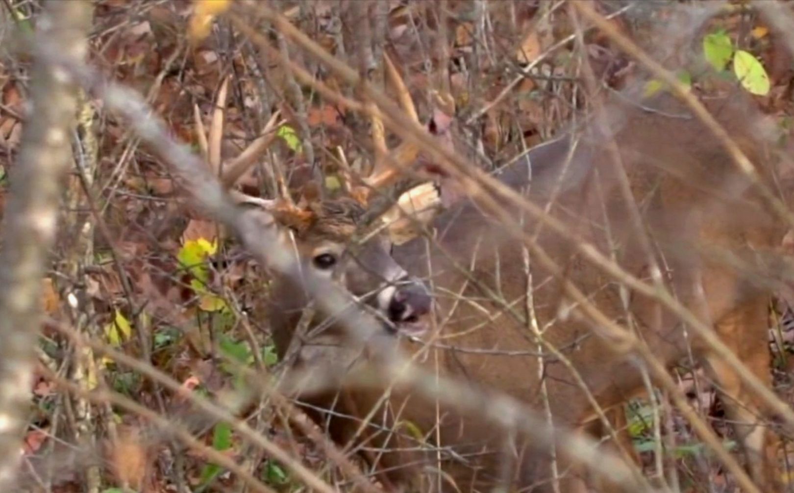 whitetail browse