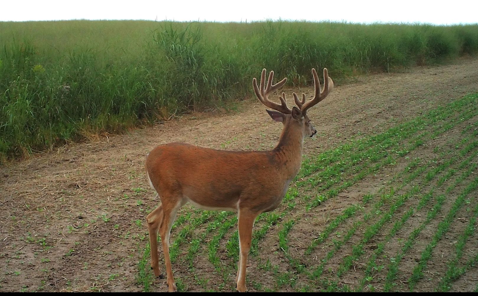 Deer Feeding Chart For South Georgia