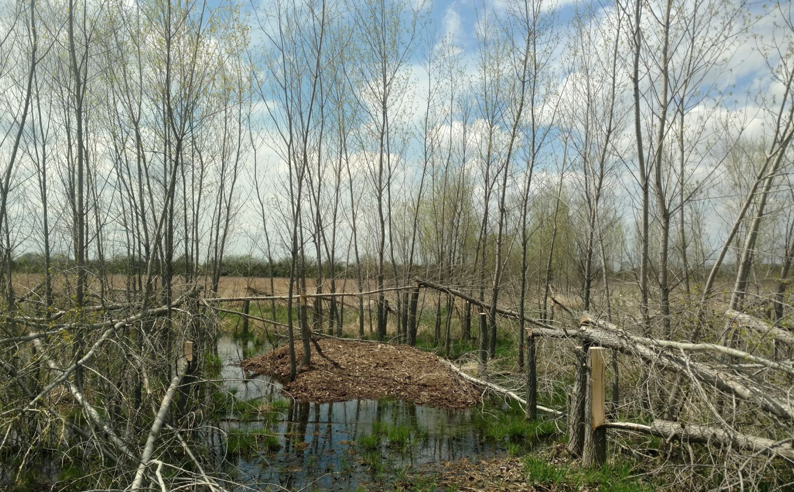 whitetail habitat diversity