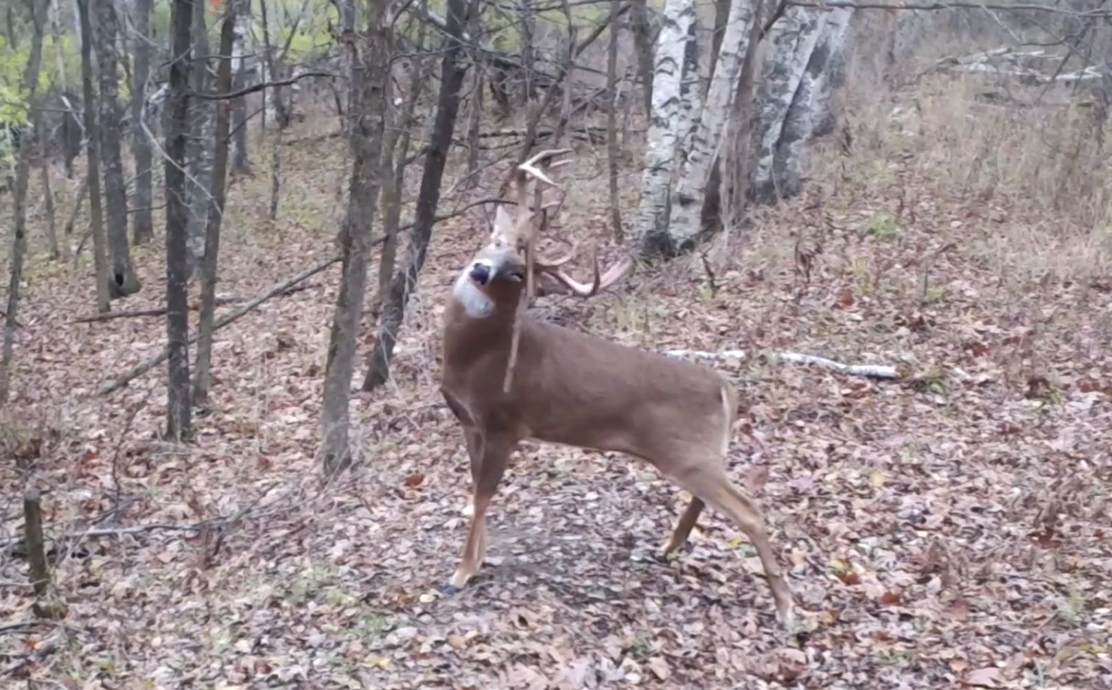 fall trail cam location