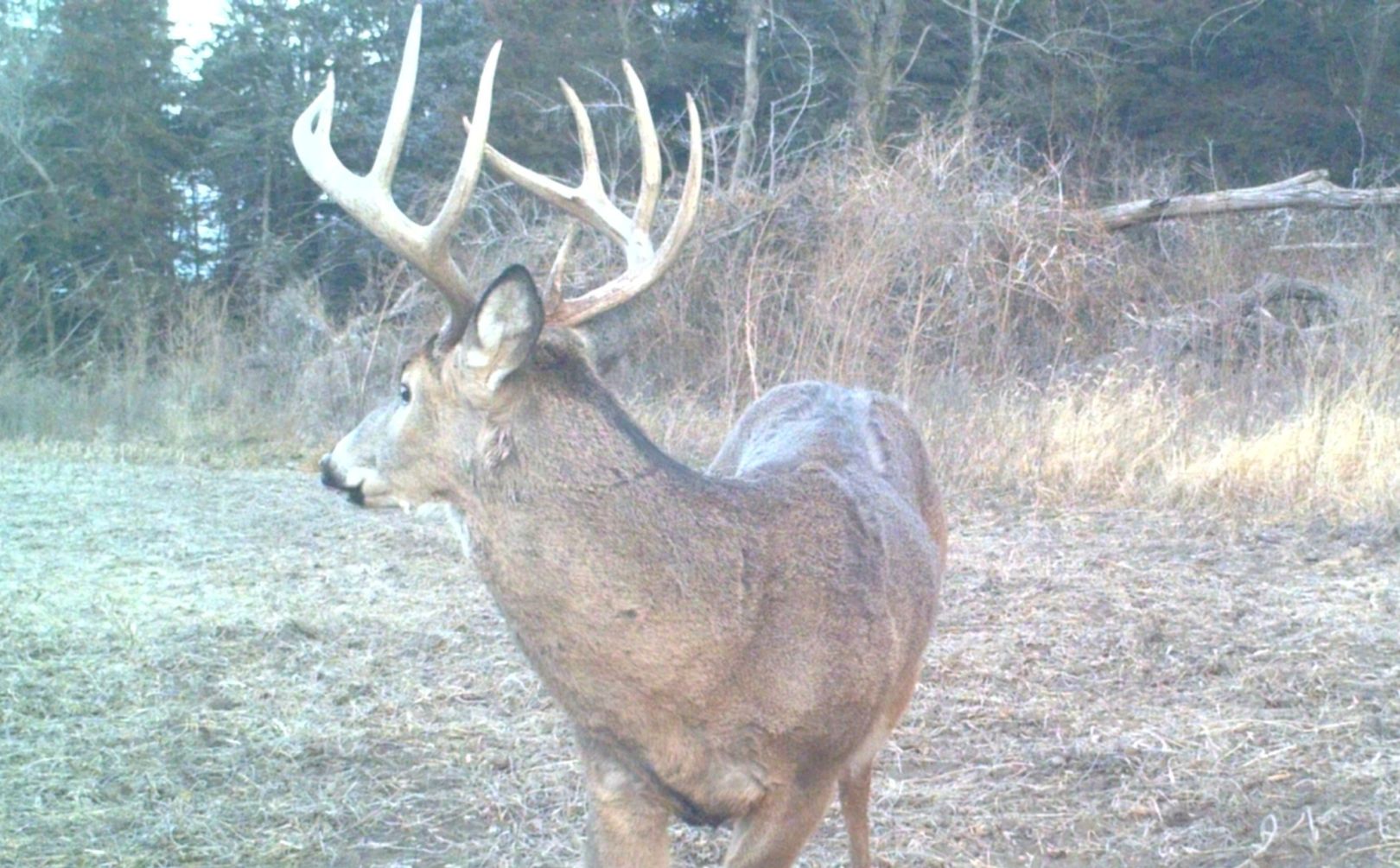 deer beds