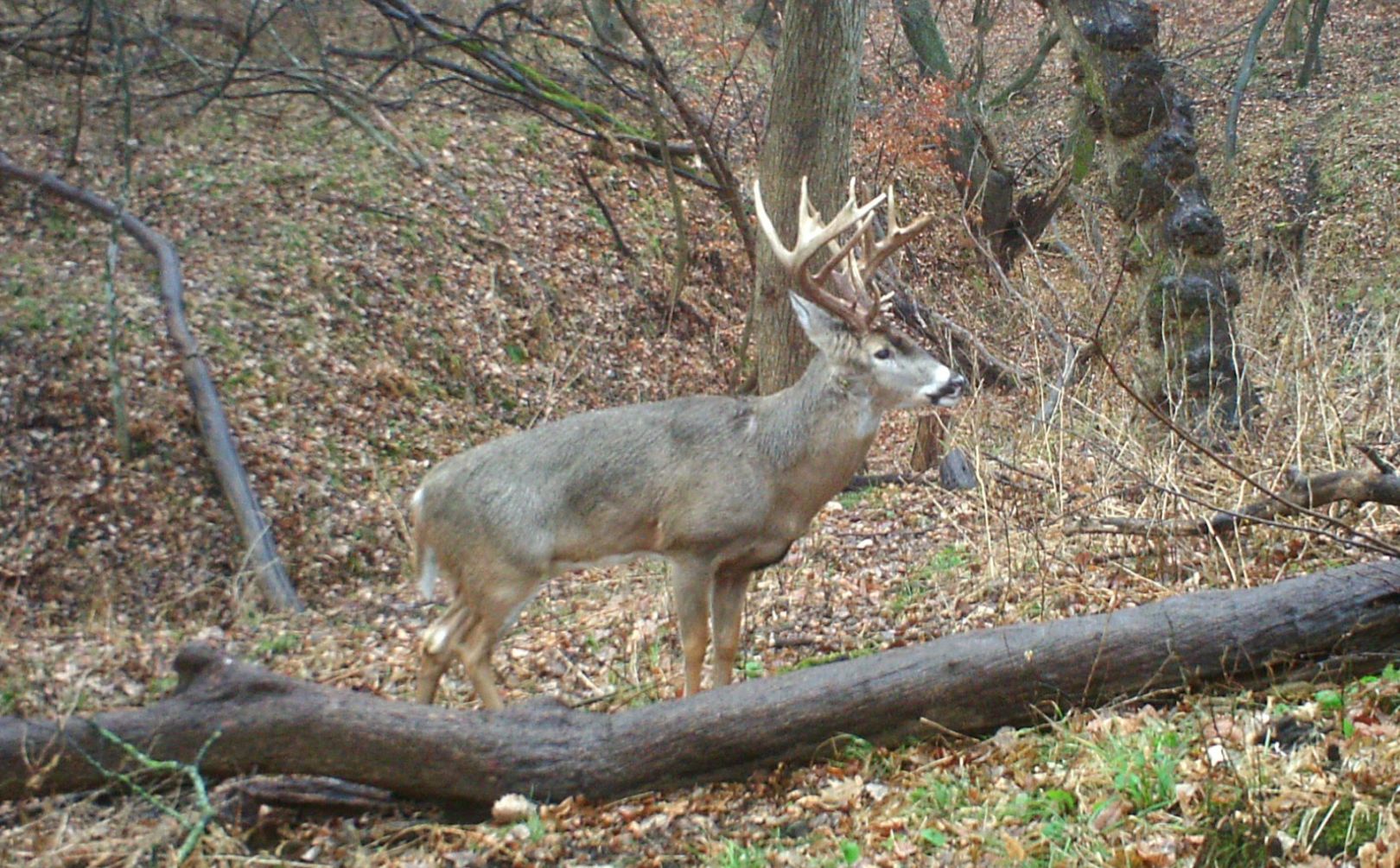 annual rut predictions