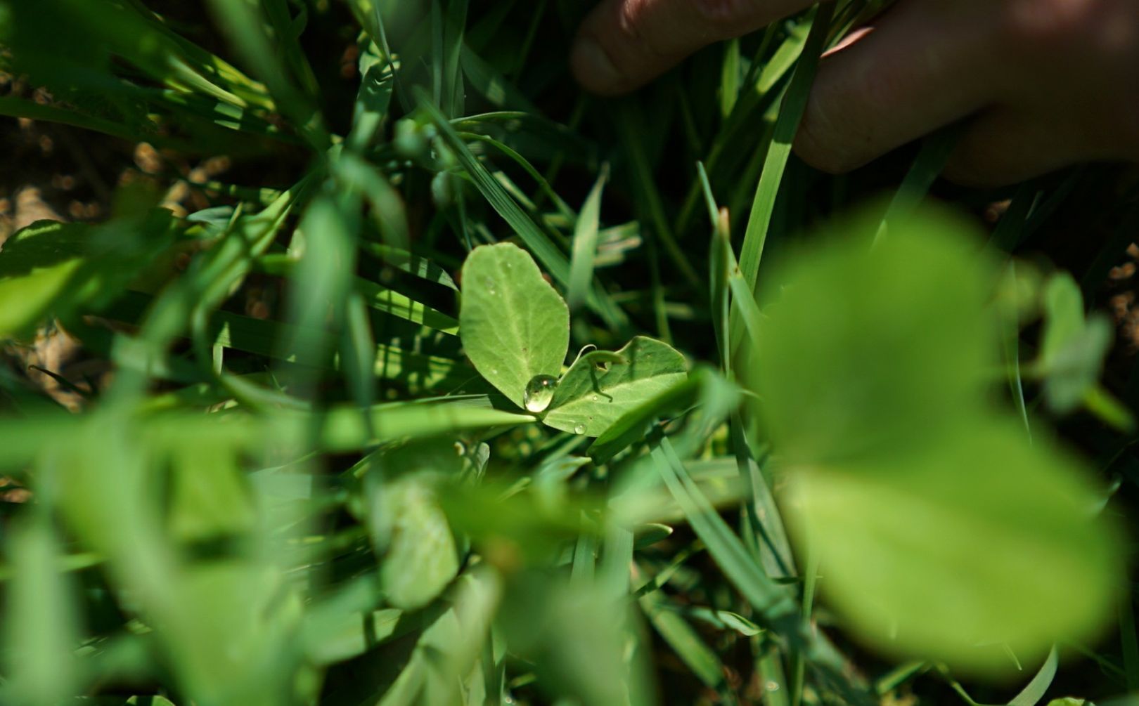 deer to food plots