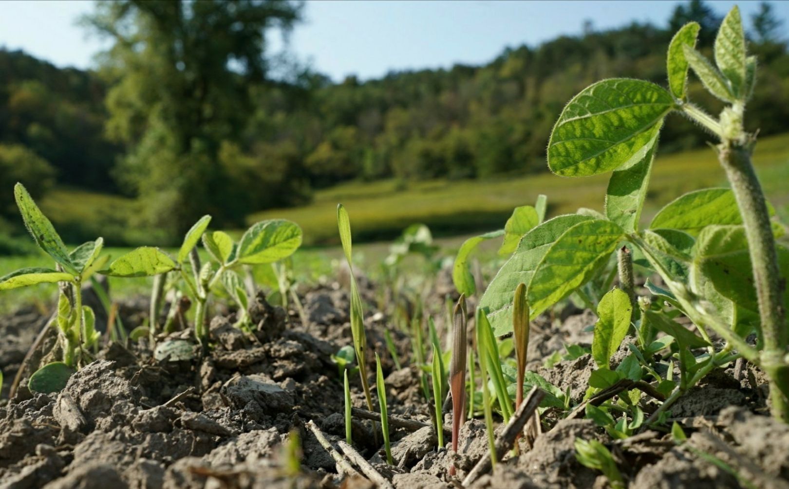 annual food plots