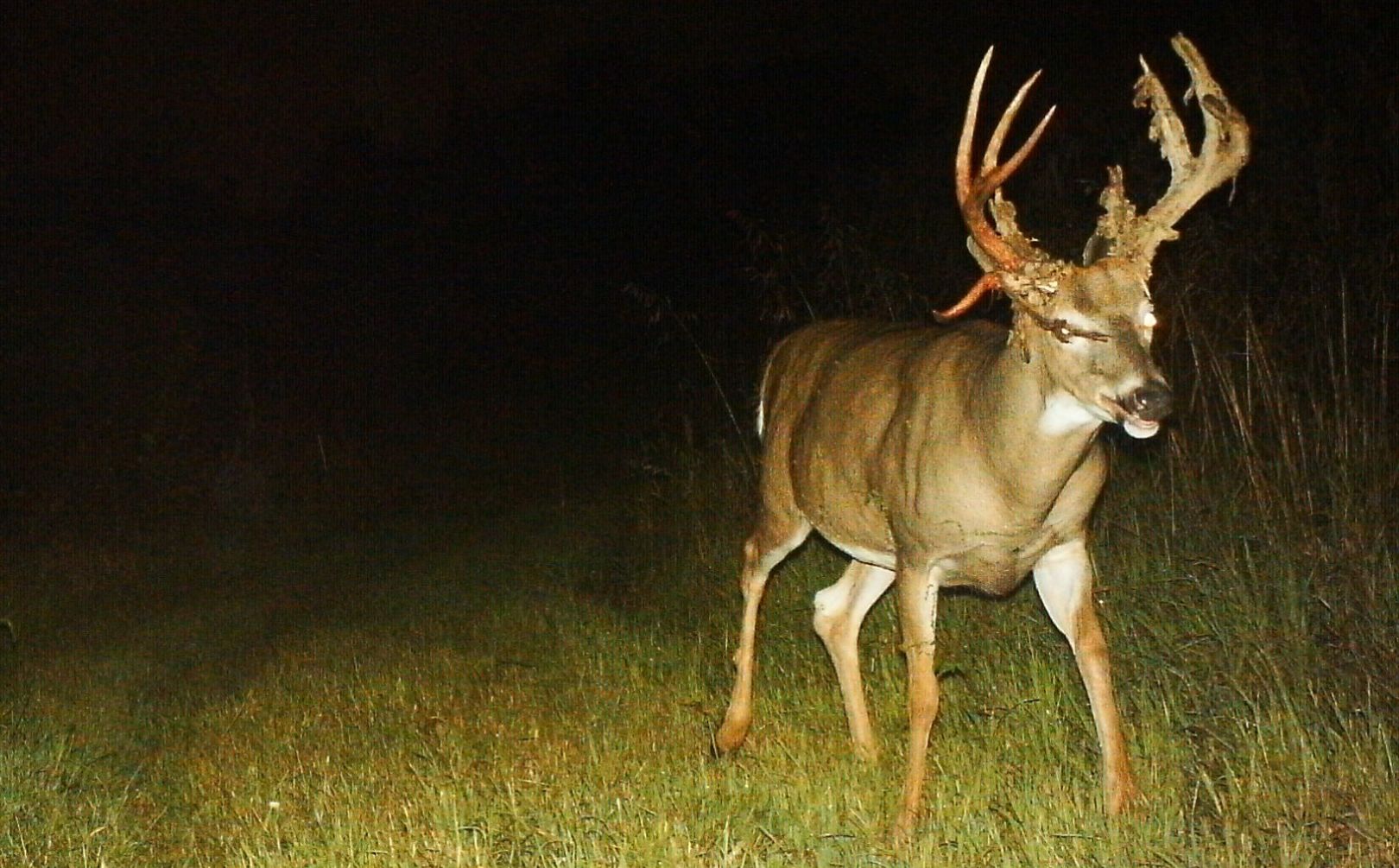 early season bowhunting