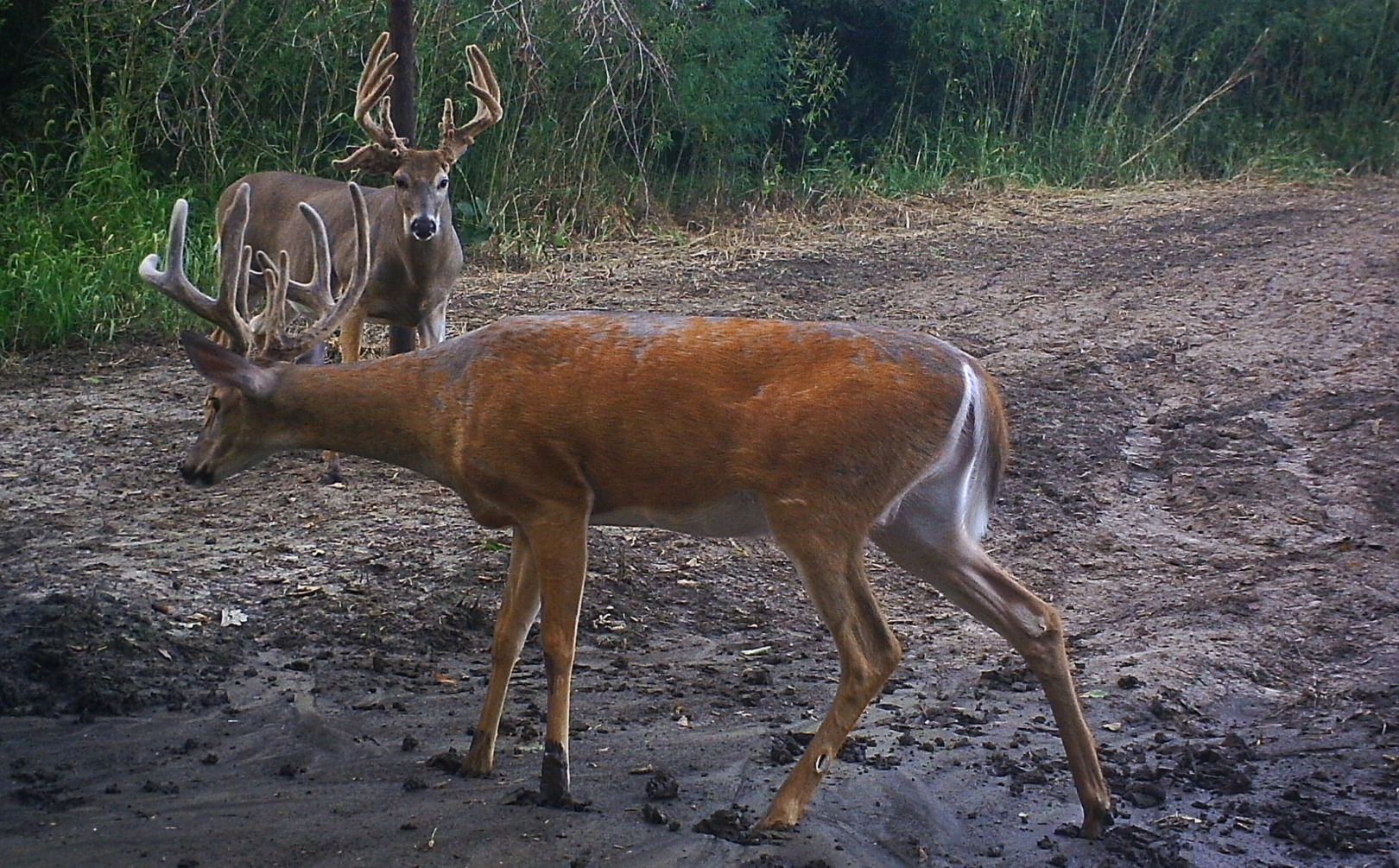 early bow season