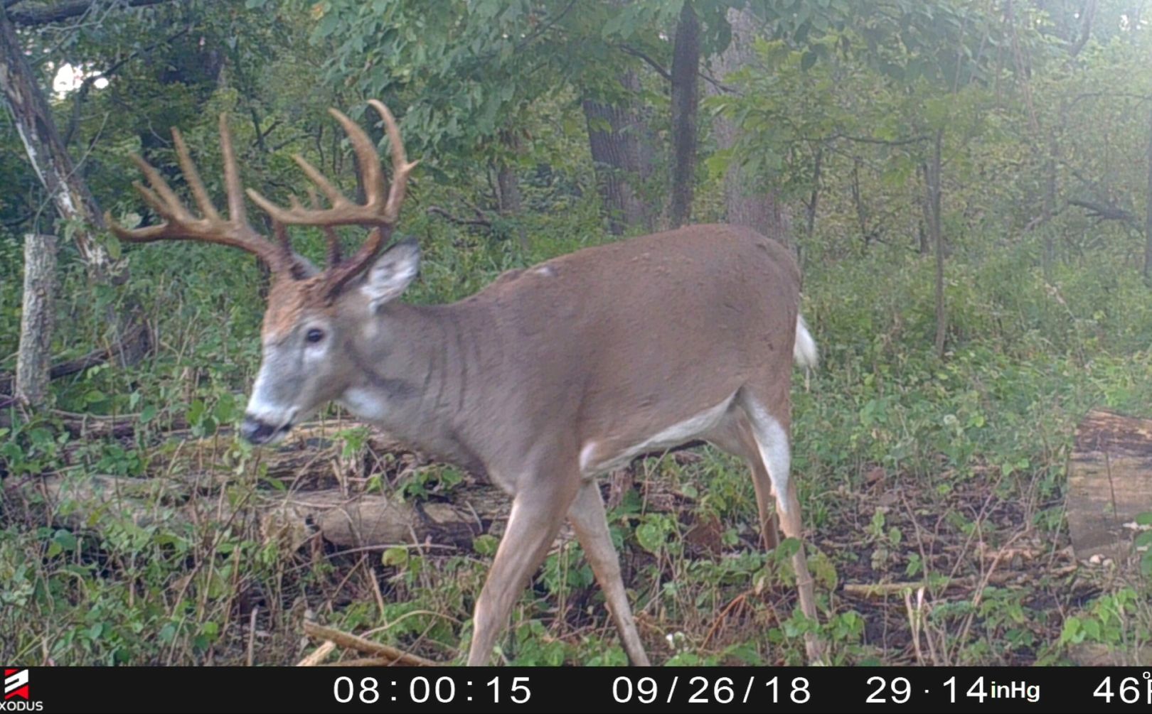 hunt deer in the rain