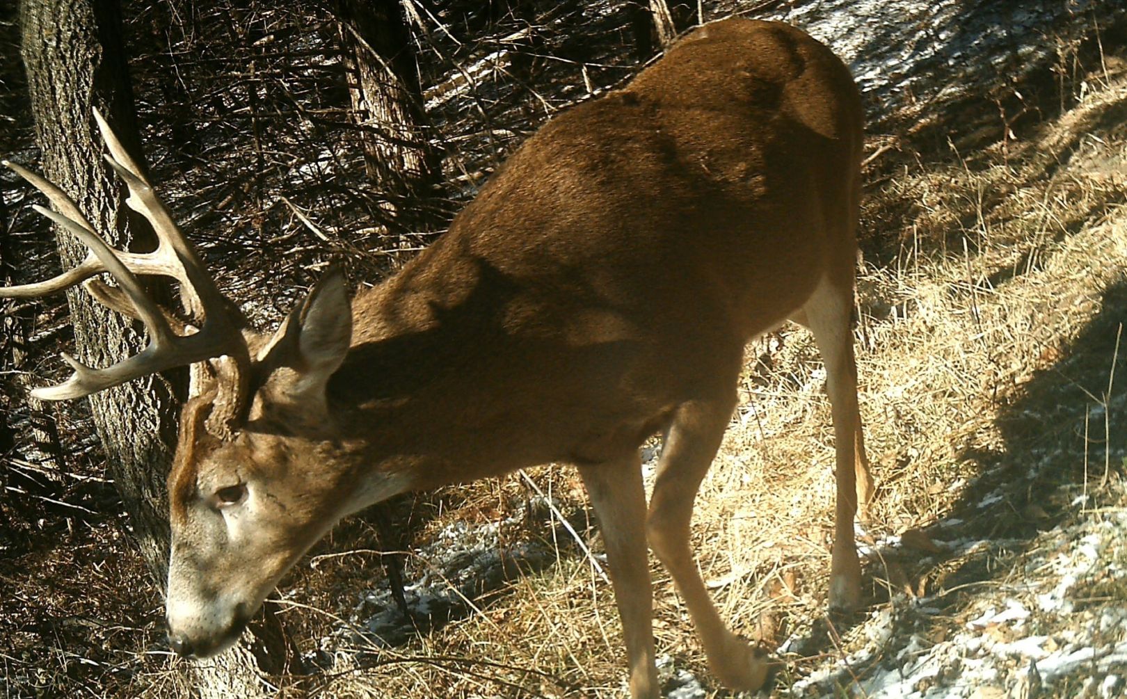 deer hunting thermals