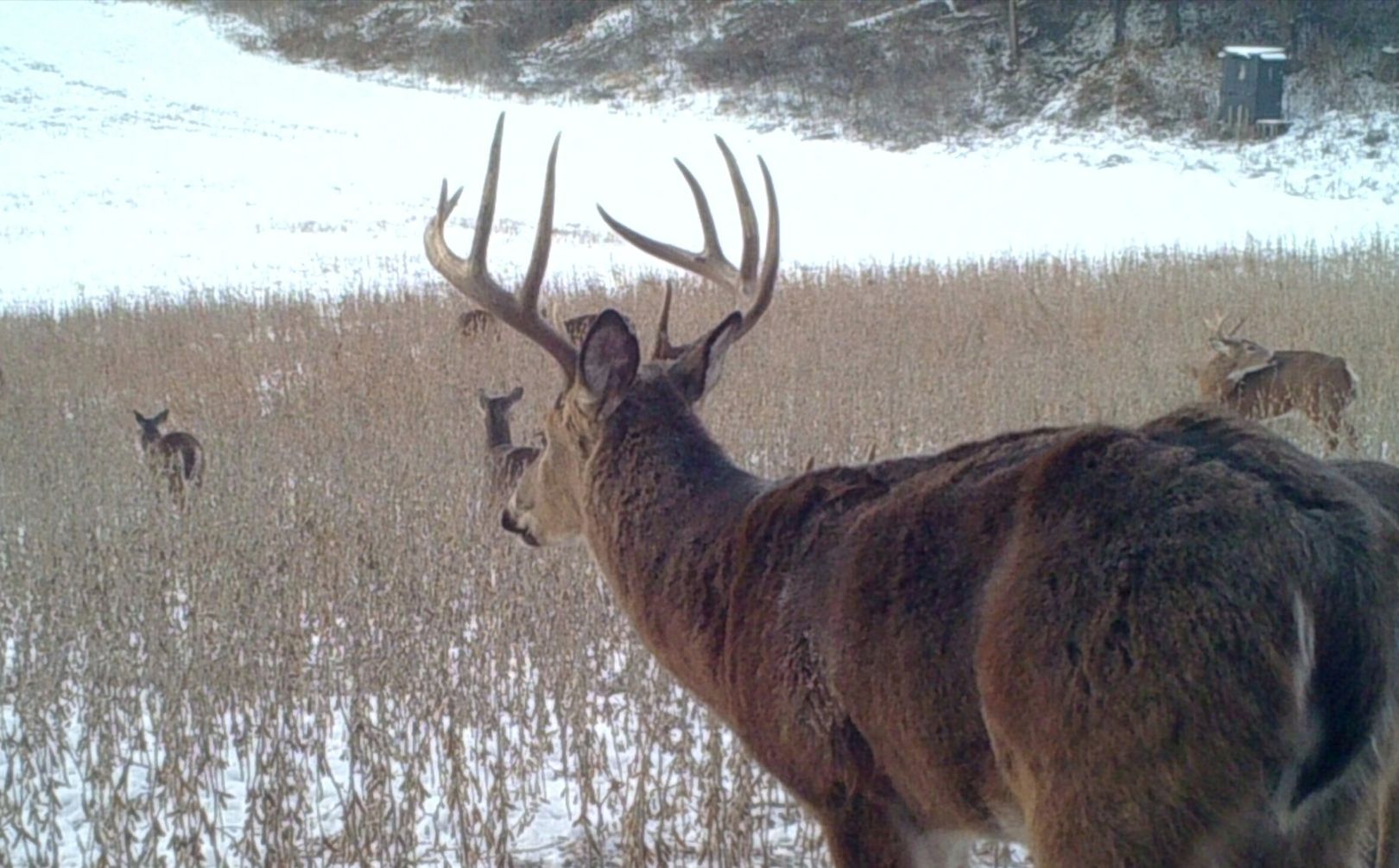 2018 pre rut morning 