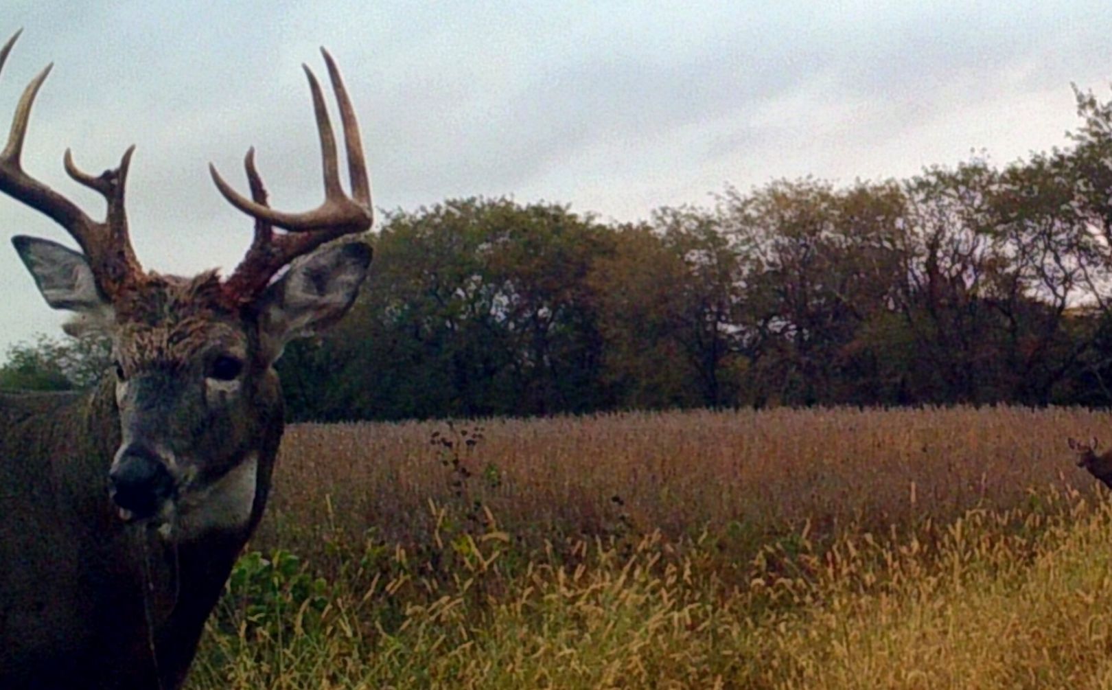 strategies for daytime buck