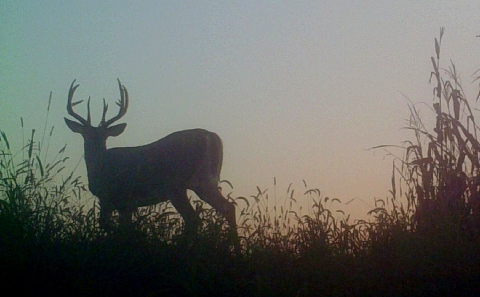 whitetail rut weather