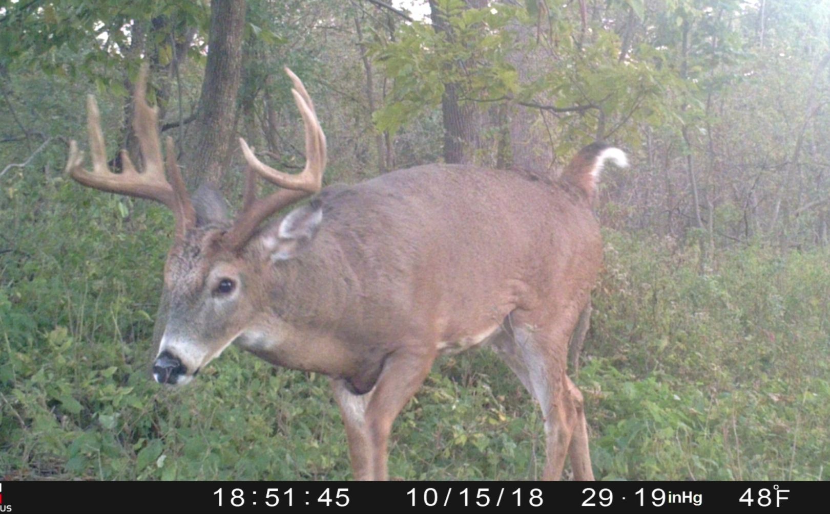 whitetail rut begin