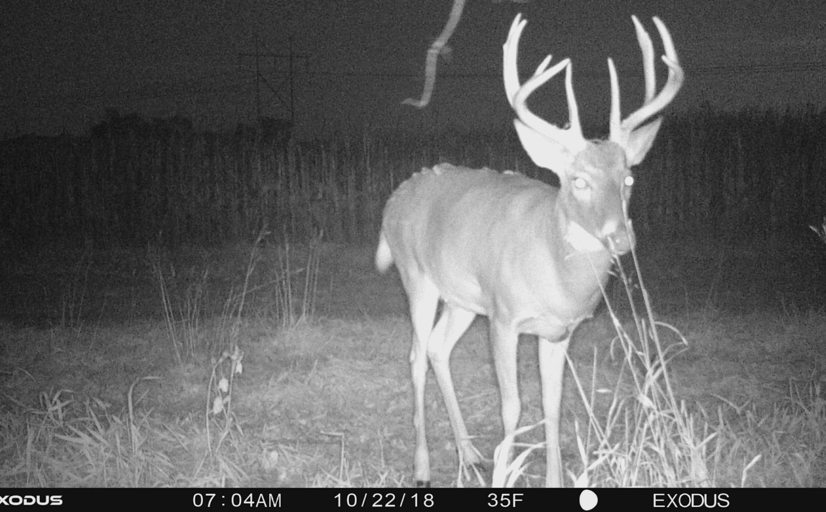 whitetail rut hunting