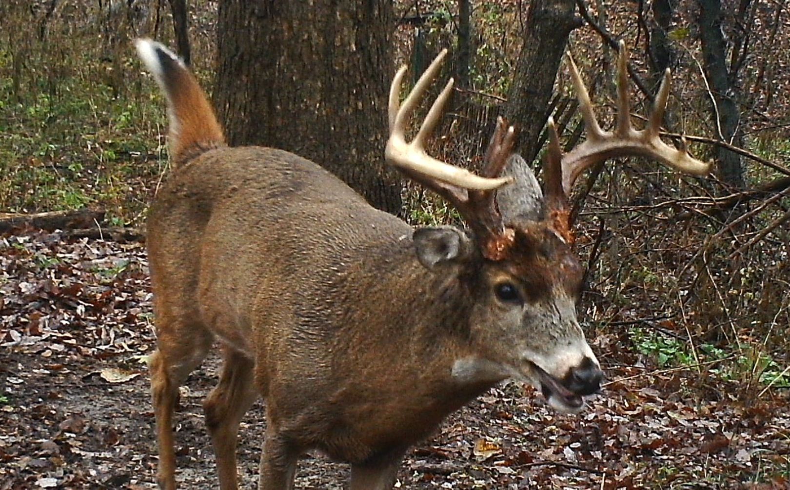 10 second bowhunting