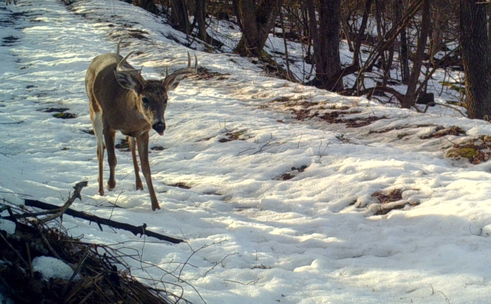 shooter bucks