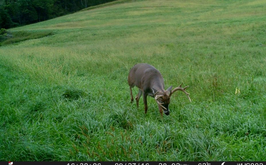 weather buck patterns