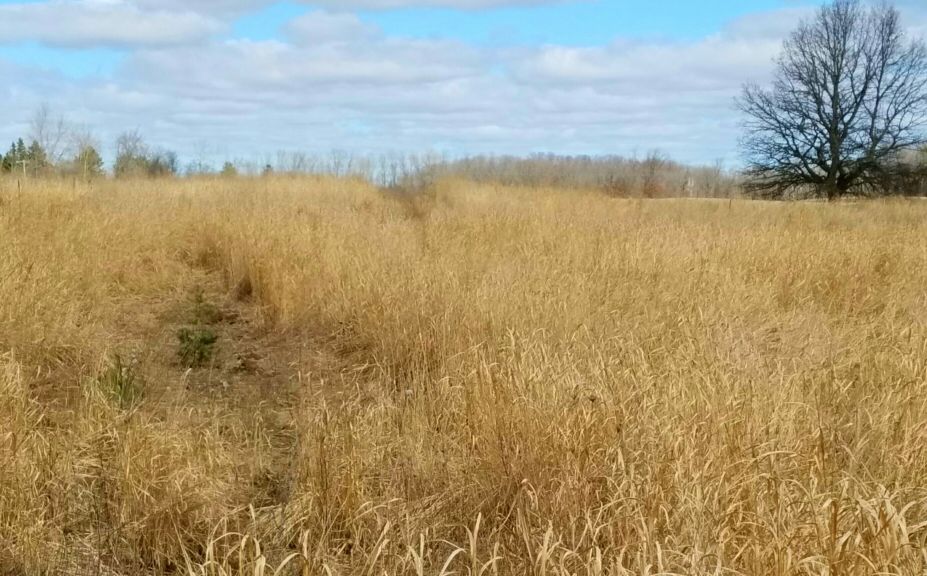 grass plantings for deer