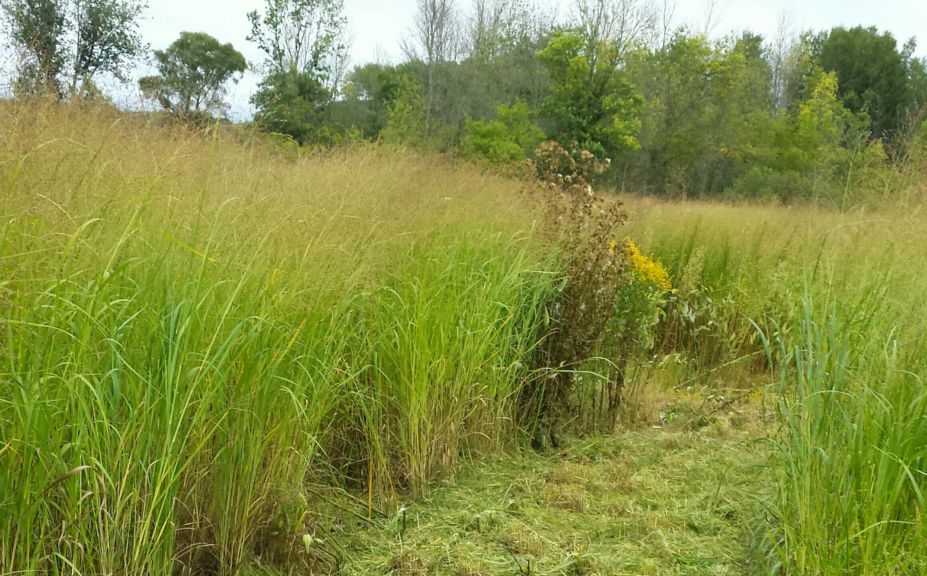 grass plantings for deer