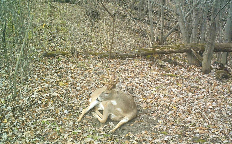 buck bed habitat