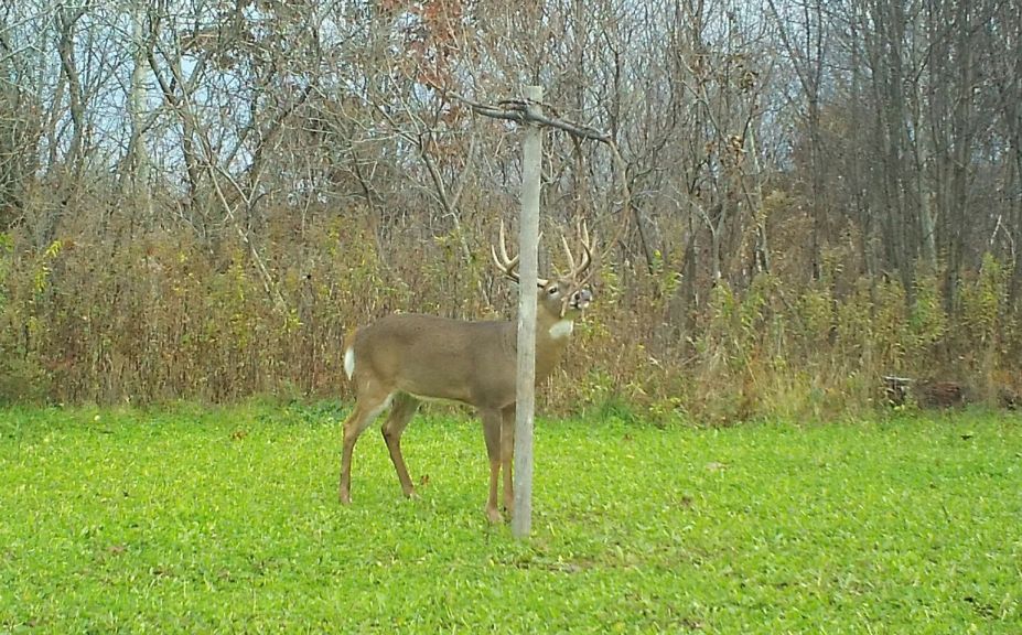 trail cam location