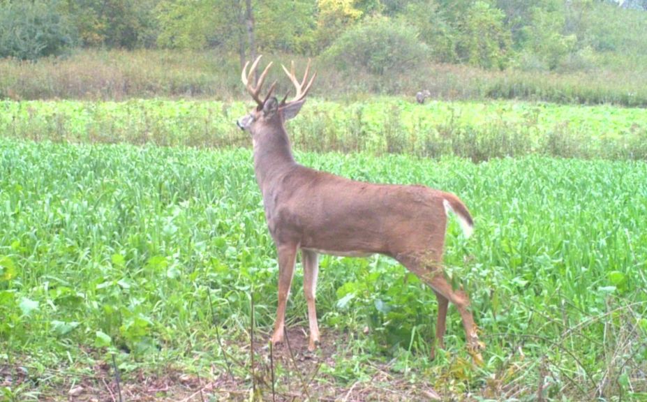 2017 advanced trail cam