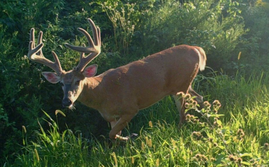 summer food plot