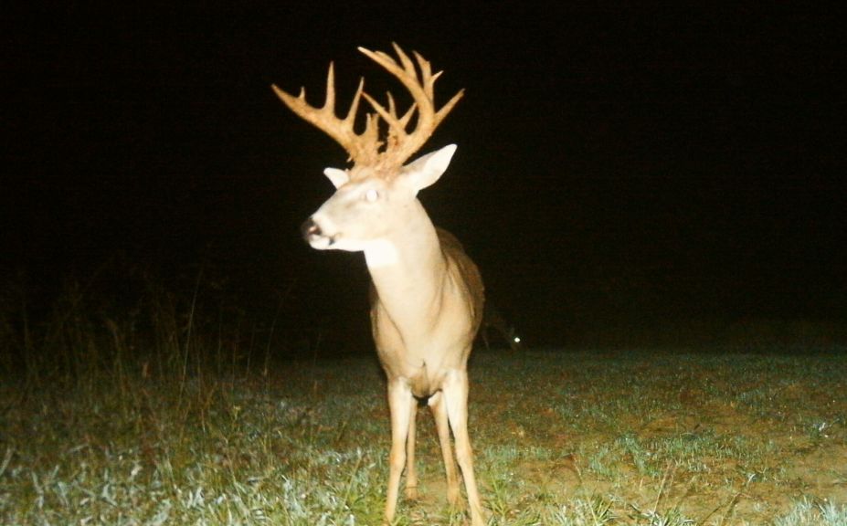 food plot strategy for mature bucks