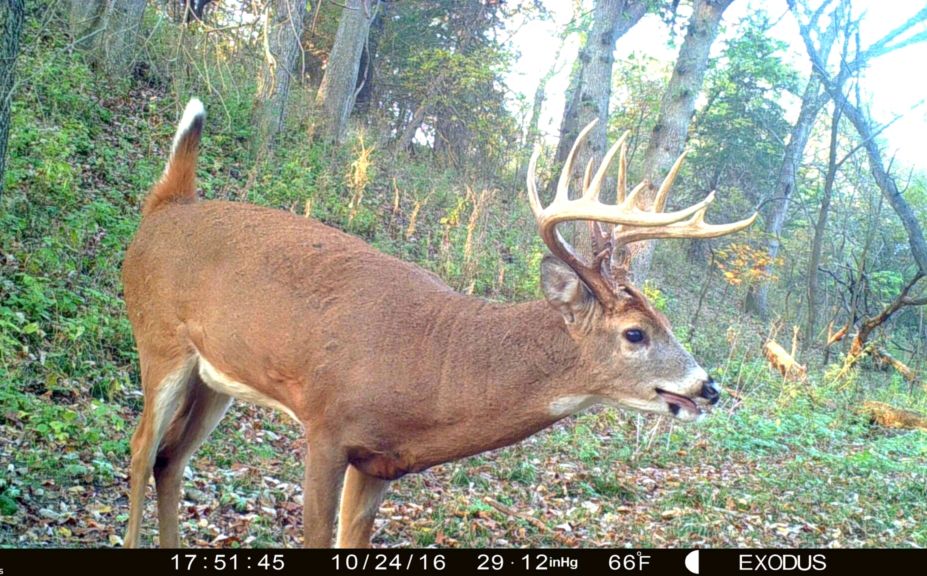 increasing daytime trail cam