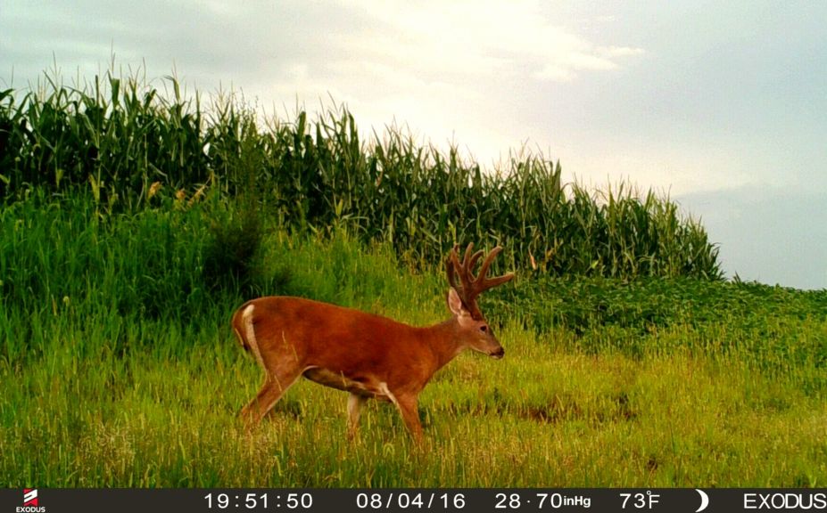 hide food plots