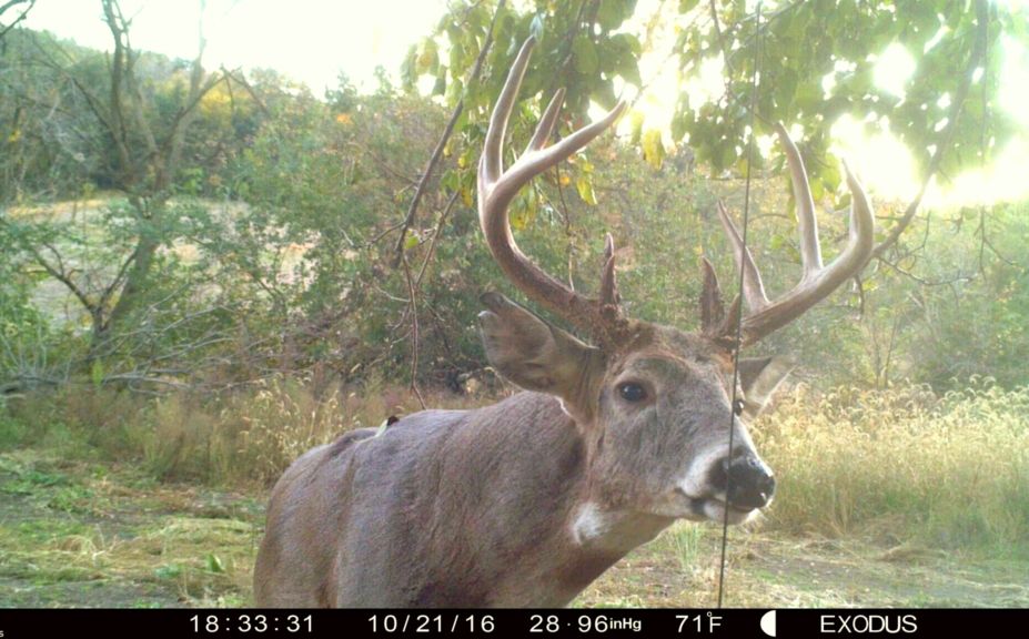 evening buck hunting strategy