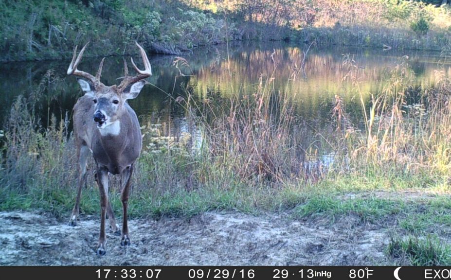 evening whitetail waterhole