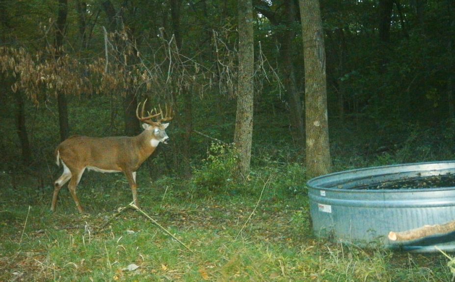 hide deer waterholes