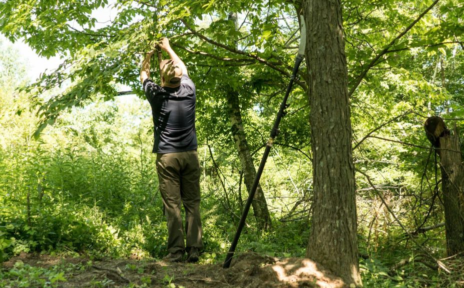 vines for mock scrapes